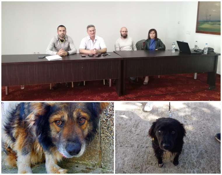 100 безпризорни кученца намериха семейство в Пловдив от началото на годината