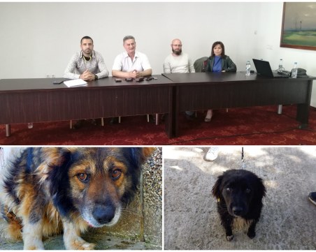 100 безпризорни кученца намериха семейство в Пловдив от началото на годината