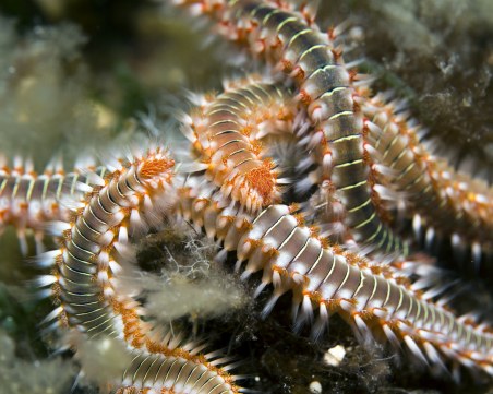 Най-отровните червеи в света вече могат да бъдат видяни в Пловдив