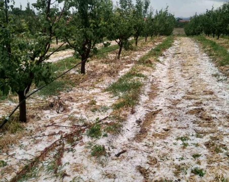 Пловдивски производител на ябълки: Годината приключи! Опустошителна градушка