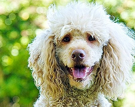 В Испания откриха случай на заразено куче с британския вариант на COVID-19