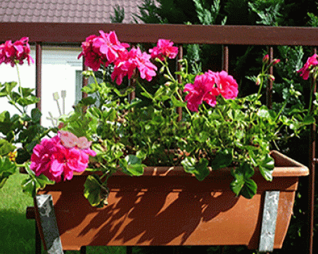 8 правила за обилен цъфтеж на мушкатото