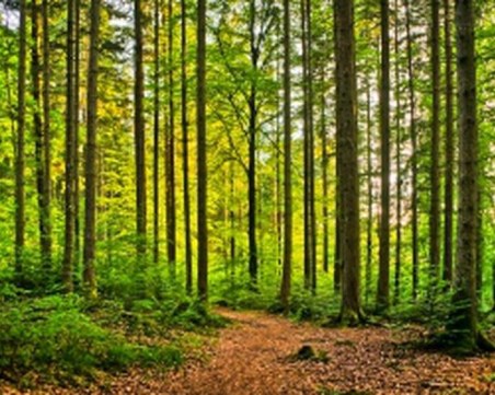 Още рокади: Освободиха началници на горски държавни предприятия