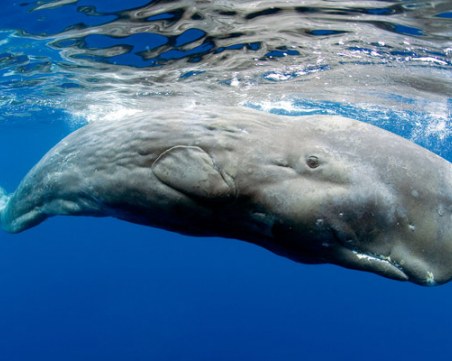 Рибари откриха 