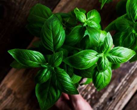 Босилек: Естествено лекарство за много здравословни проблеми