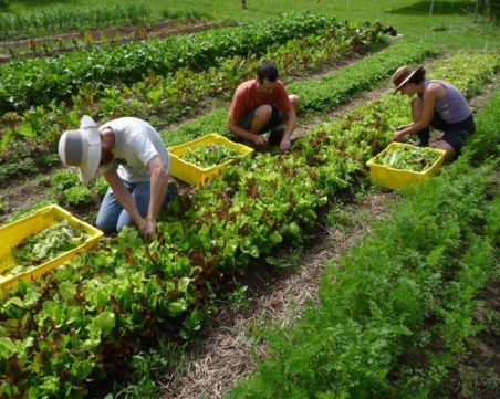 Инспектори по труда проверяват нивите и фермите! Вече засякоха над 5000 нарушения