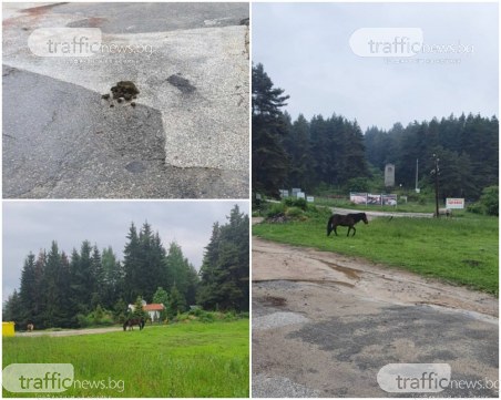 Фекалии, мухи и смрад в хижа Здравец! Коне се разхождат безпризорно, роми се заканват при забележка
