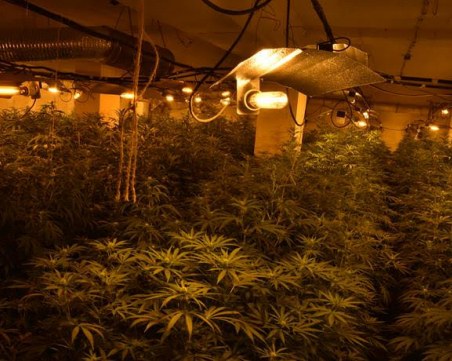 Разкриха модерно оборудвана оранжерия за канабис