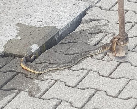 Метър и половина смок изпълзя на жп гарата край Първомай