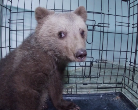 Спасеното мече в Смолянско се превърна в любимец на всички