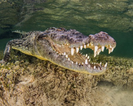 Две британки са ранени при нападение от крокодил, докато плували в лагуна