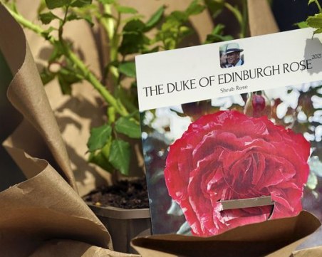 Създадоха специална роза за Филип и я засадиха на емоционално място - замъка Уиндзор