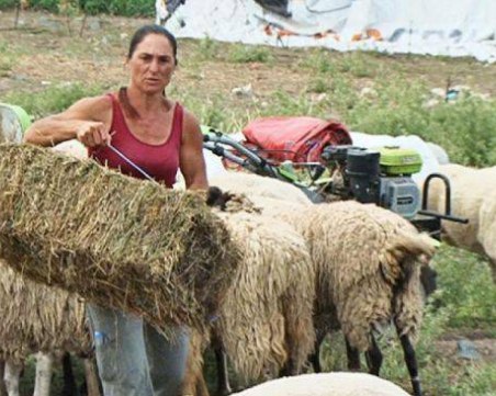 Взимат повторни проби от животните на Ана Петрова от Болярово