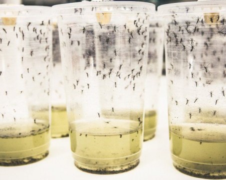 77% от случаите на вируса денга са намалели благодарение на нов научен подход