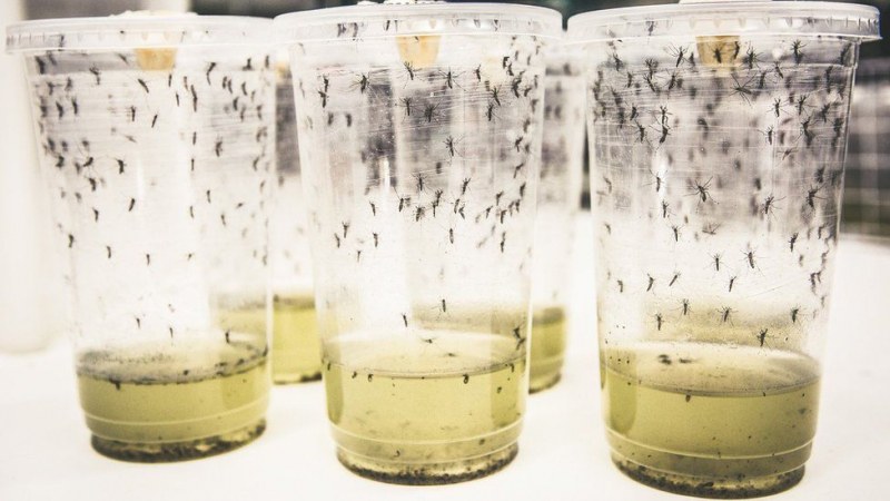 77% от случаите на вируса денга са намалели благодарение на нов научен подход