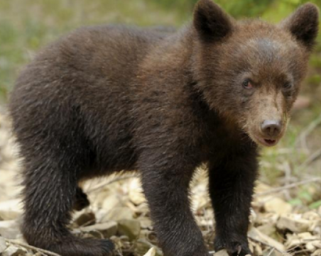 Спасиха трето мече край Чепеларе