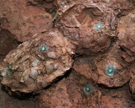 Митничари заловиха яйце от динозавър в Бергамо