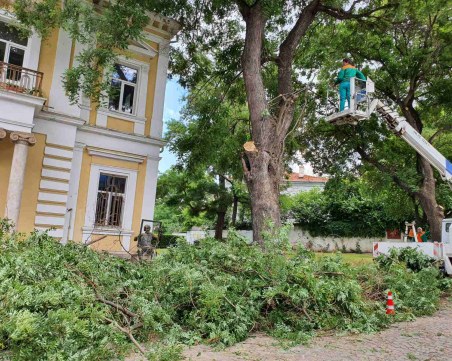 Премахват опасни клони в Стария град