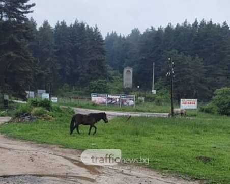 След сигнал на TrafficNews: Жители на хижа Здравец дишат спокойно, край на миризмите и фекалиите в местността