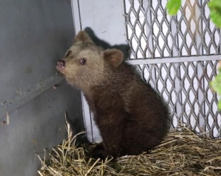 Искат групи за бързо реагиране за опазване на мечките у нас