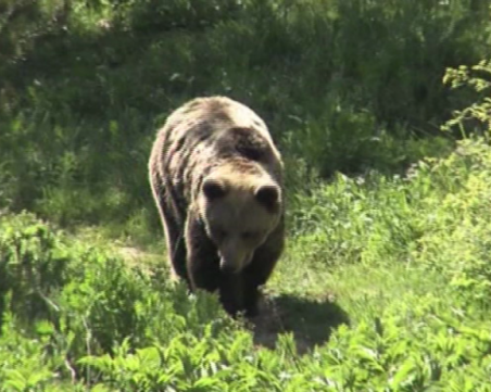 Мечка с две мечета слиза опасно близо до родопски села