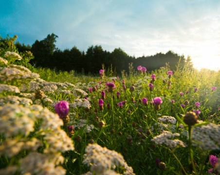 Еньовден е! Билките днес са с лечебна сила