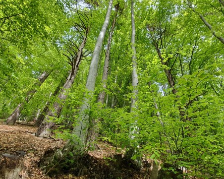 Продължава издирването на изчезналия мъж в Родопите