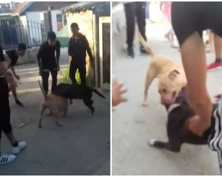 Жестоко! Деца правят битки с питбули, възрастни зяпат отстрани пасивно