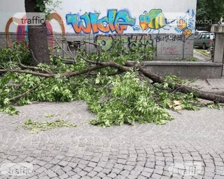 Голям клон се стовари върху улица в центъра на Пловдив