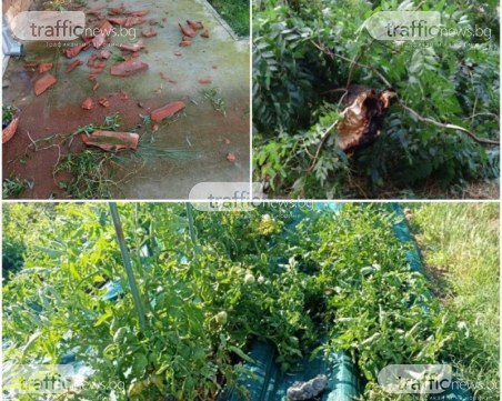 Изкоренени дървета и изпочупени керемиди след бурята в Раковски и Брезово