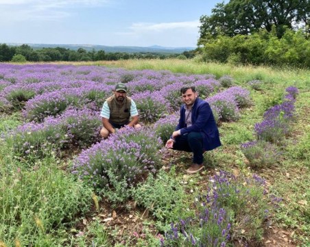 Зам.-министър Събев: Потенциалът на българското лавандулово масло може да бъде разширен
