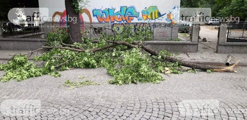 Голям клон се стовари върху улица в центъра на Пловдив