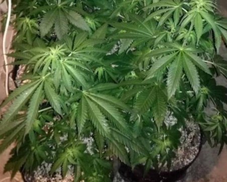 Полицаи разтърваха мъж и жена във Велинград! Заради скандала намериха наркоферма