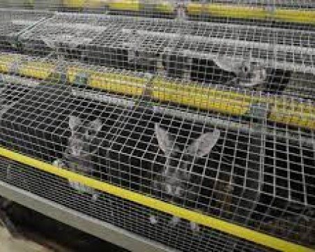 Eвропейската комисия ще премахне клетките за селскостопански животни