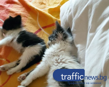 Малките Дани и Долорес имат спешна нужда от семейство