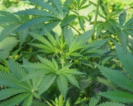 Разкриха наркоферма във Велинград