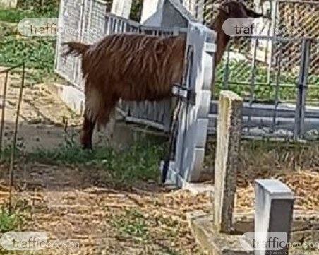 Кози пасат на гробище в пазарджишко село