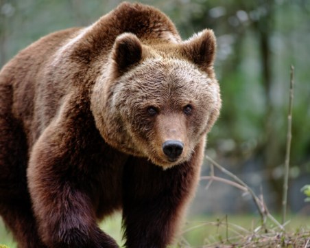 Чакат разрешение за отстрел на мечката, която нападна жена тази сутрин