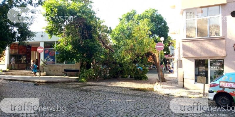 Резултатът от бурята в Пловдив: 74 сигнала за паднали клони и дървета, 10 коли с щети