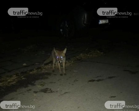 Кума Лиса стъписа пловдивчанин в Кючука