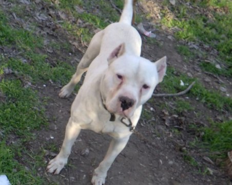 Откраднаха елитно Дого Аржентино в Пловдив! Стопанинът смята, че е замесена природозащитничка