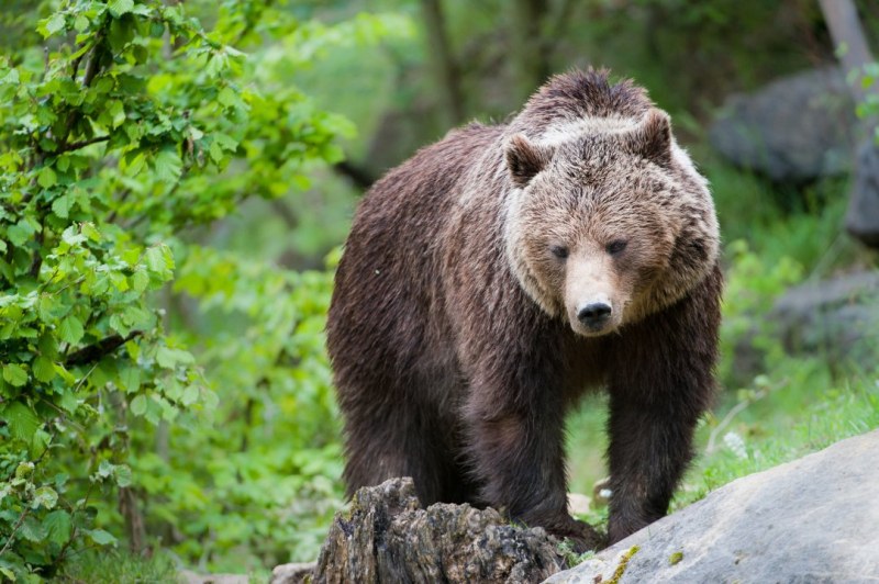 Близо 4700 подписа в петиция в защита на мечката, нападнала жена край Белица