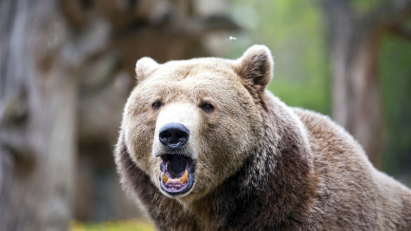Няма разрешение за отстрел на мечката нападнала жена в Белица