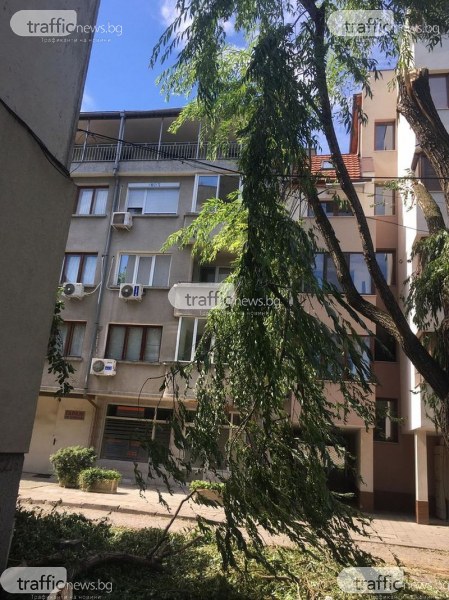 Счупен клон виси опасно върху жици в Кючука