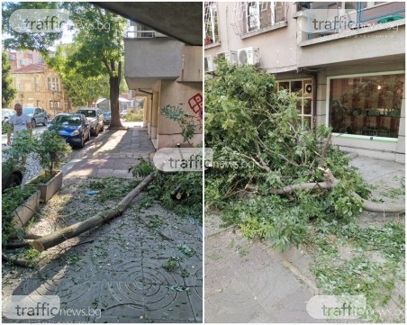 Следите от бурята в Пловдив все още по улиците на града, над 200 сигнала подадени за дървета и клони