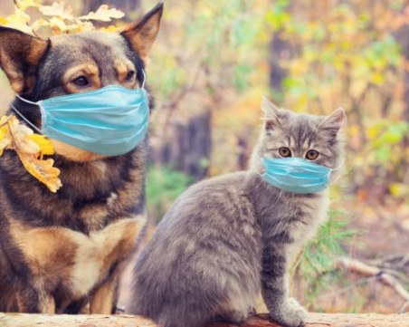 Как се промениха домашните любимци през пандемията