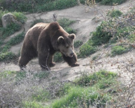 Кметът на Белица: Няма да убиваме мечката, надяваме се да е високо в планината