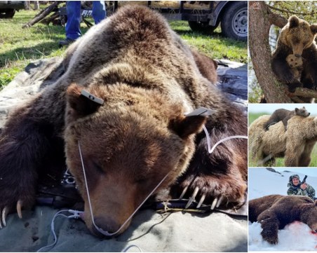 Няма мечка, няма проблем? Или как се саморазправяме с природата чрез смъртни присъди