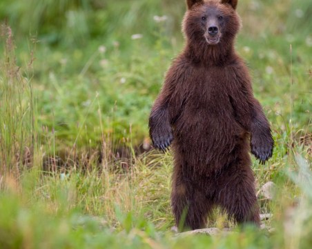 Предпоследно: Засега няма да отстрелват мечката, ловците остават в бойна готовност