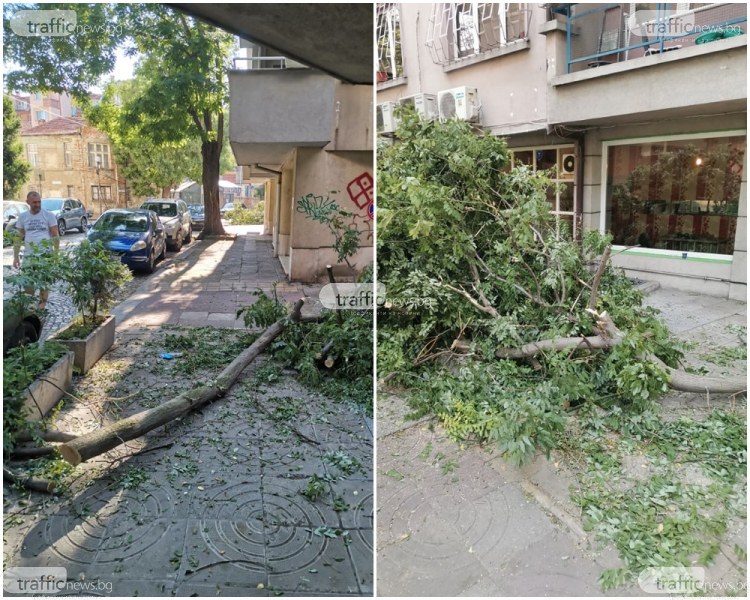 Следите от бурята в Пловдив все още по улиците на града, над 200 сигнала подадени за дървета и клони